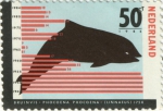 Phocoena phocoena Phocoena phocoena