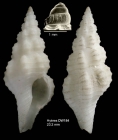 Fusinus bocagei (P. Fischer, 1882)Specimen from Hyères seamount, 31°24.4'N, 28°52.3'W, 705 m, 'Seamount 2' DW184 (actual size 23.2 mm)