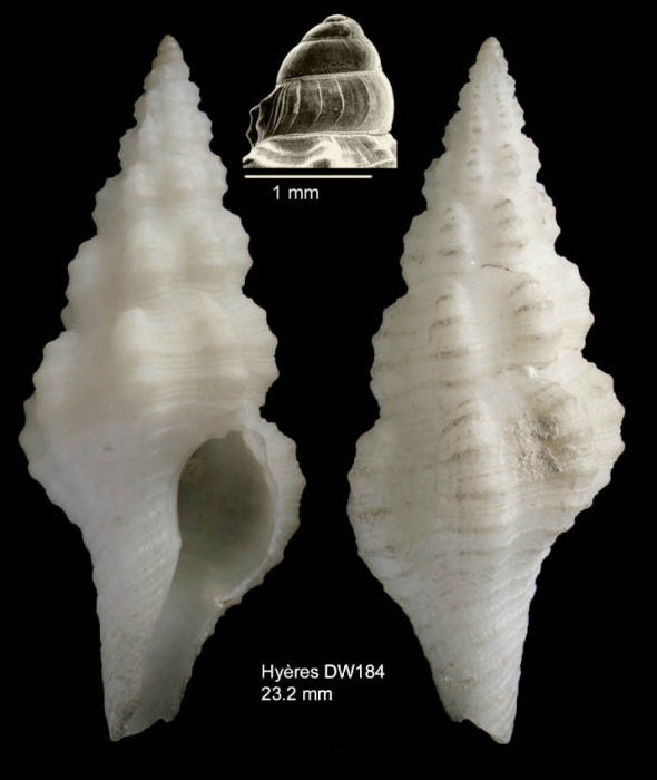 Fusinus bocagei (P. Fischer, 1882)Specimen from Hy�res seamount, 31�24.4'N, 28�52.3'W, 705 m, 'Seamount 2' DW184 (actual size 23.2 mm)