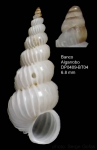 Epitonium clathratulum (Kanmacher, 1798)Shell from Djibouti Bank, Alboran Sea, 349-365 m (actual size 6.8 mm)