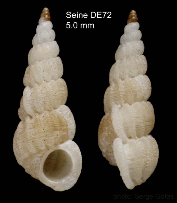 Punctiscala cerigottana (Sturany, 1896)Specimen from Seine seamount, 33�45.2'N, 14�21.0'W, 165 m, 'Seamount 1' DE72 (actual size 5.0 mm)