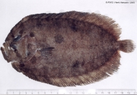 Zeugopterus punctatus (Bloch, 1787)