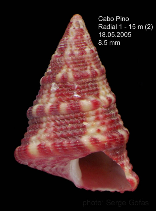 Jujubinus exasperatus(Pennant, 1777)Specimen from off Cabo Pino, M�laga, Spain (size 8.5 mm)