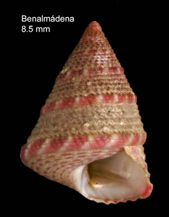Jujubinus exasperatus(Pennant, 1777)Specimen from Benalm�dena, M�laga, Spain (size 8.5 mm)