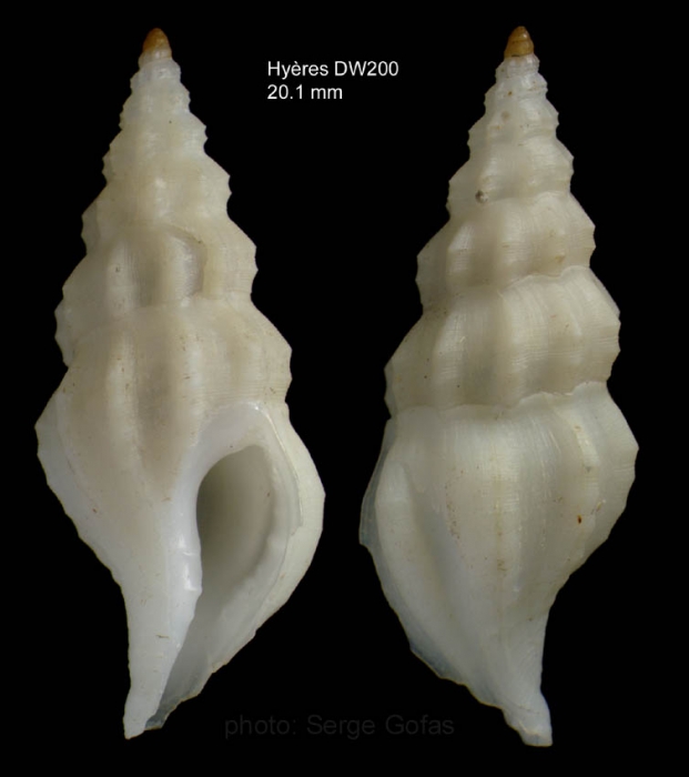 Amiantofusus amiantus (Dall, 1889)Specimen from Hy�res seamount, 31�19.1'N  28�36.0'W , 1060 m, 'Seamount 2' DW200 (actual size 20.1 mm)