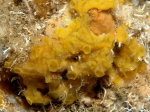 Porifera (sponges)