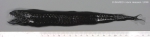 Melanostomias biseriatus Regan & Trewavas, 1930