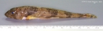Triglops murrayi Günther, 1888 