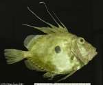Zeiformes
