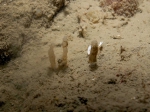 Oceanapia isodictyiformis in situ Oceanapia isodictyiformis in situ
