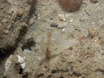 Oceanapia isodictyiformis in situ Oceanapia isodictyiformis in situ