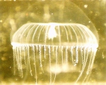 Aequorea forskalea Aequorea forskalea