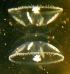 Eutonina indicans Eutonina indicans