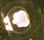 Margelopsis haeckeli Margelopsis haeckeli