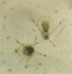 Nemopsis bachei Nemopsis bachei