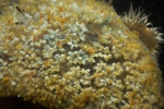 Aplidium glabrum Aplidium glabrum