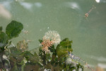 Bugula simplex Bugula simplex