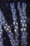 Bugula simplex Bugula simplex