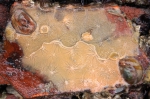 Mycale (Carmia) micracanthoxea Mycale (Carmia) micracanthoxea
