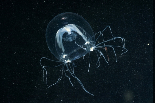 Nemopsis bachei Nemopsis bachei