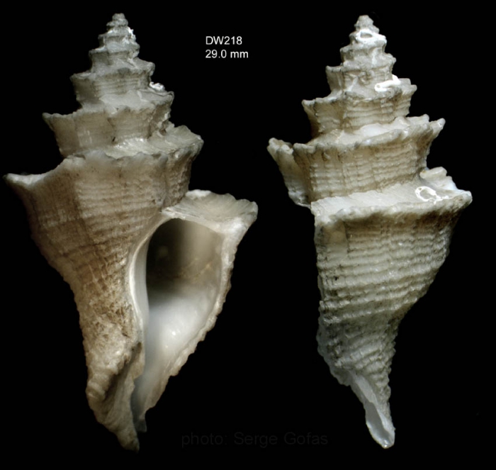 Babelomurex sentix (Bayer, 1971)Specimen from Irving seamount, 31�52.3'N, 28�03.6'W, 480 m, 'Seamount 2' DW218 (actual size 29 mm)