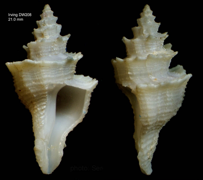 Babelomurex sentix (Bayer, 1971)Specimen from Irving seamount, 32�03.9'N, 27�53.9'W, 790 m, 'Seamount 2' DW208 (actual size 29 mm)