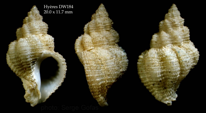 Coralliophila aedonia(Watson, 1885)Specimen from Hy�res seamount, 31�24.4'N, 28�52.3'W, 705 m, 'Seamount 2' DW184 (actual size 20.0 mm)