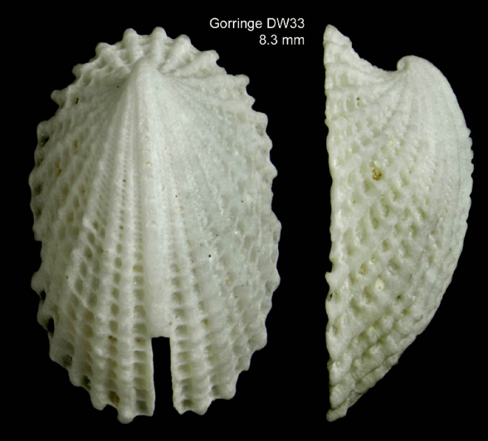 Emarginula octaviana Coen, 1939 Shell from Gorringe seamount, 36�31'N, 11�34'W, 55-70 m, 'Seamount 1' DW33 (actual size 8.3 mm)