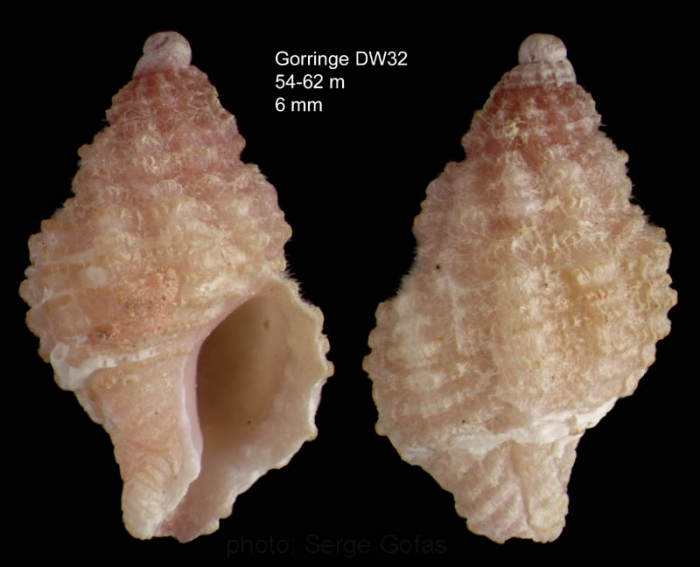 Ocinebrina aciculata (Lamarck, 1822)Specimen from Gorringe seamount, 36�31'N, 11�35'W, 54-62 m, 'Seamount 1' DW32 (actual size 6.0 mm)