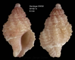 Ocinebrina aciculata (Lamarck, 1822)Specimen from Gorringe seamount, 36°31'N, 11°35'W, 54-62 m, 'Seamount 1' DW32 (actual size 6.0 mm)