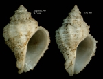 Coralliophila brevis(de Blainville, 1832)Shells from Ampère seamount, CP99, 35°04'N - 12°55'W, 225-280 m, 'Seamount 1' CP99 (actual size 14.47 and 15.2  mm)
