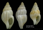 Amphissa acutecostata (Philippi, 1844)Specimens from Gorringe seamount, 36°27'N, 11°35'W, 500-545 m, 'Seamount 1' DE10(actual size 8.2 and 6.7 mm)