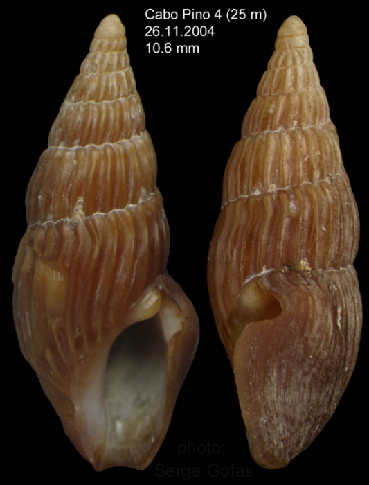 Crassopleura maravignae (Bivona, 1838)Specimen from off Cabo Pino, M�laga province, southern Spain (actual size 10,6 mm)