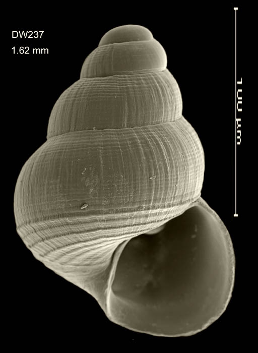 Pseudosetia azoricaBouchet & War�n, 1993Specimen from Cruiser seamount, 32�15.9'N, 27�31.8'W, 670 m, 'Seamount 2' DW 237 (size 1.6 mm). 