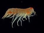 Syrrhoe crenulata Syrrhoe crenulata