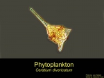 Ceratium divaricatum Ceratium divaricatum