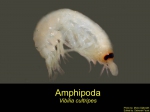 Vibilia cultripes Vibilia cultripes