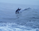 Whiteside dolphin Whiteside dolphin