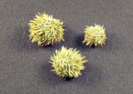 Strongylocentrotus droebachiensis Strongylocentrotus droebachiensis