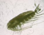 Calanus finmarchicus, sexy, 3,25x