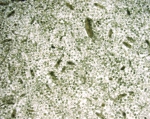 Coscinodiscus, Wide Angle, 1x Coscinodiscus, Wide Angle, 1x