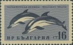 Delphinus delphis Delphinus delphis