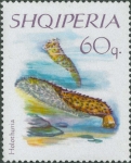 Holothuria sp. Holothuria sp.