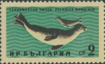 Monachus monachus Monachus monachus