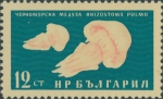 Rhizostoma pulmo Rhizostoma pulmo