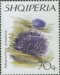 Sphaerechinus granularis Sphaerechinus granularis