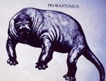 Prorastomus, artist rendition based on skeletal morphology Prorastomus, artist rendition based on skeletal morphology