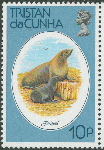 Arctocephalus sp. Arctocephalus sp.
