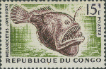 Melanocetus johnsonii Melanocetus johnsonii