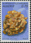 Retepora cellulosa Retepora cellulosa